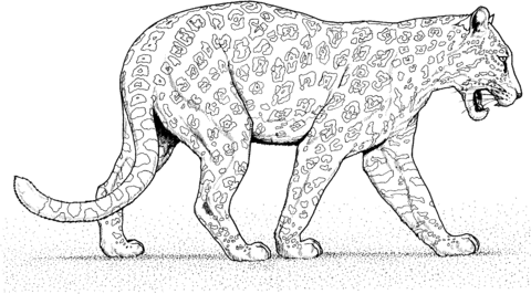 Jaguar Walks Coloring Page